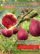 Figueira Importada da Grécia – Frutas Frescas para o Consumo Diário (Somete HOJE!)🔥