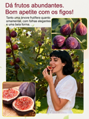 Figueira Importada da Grécia – Frutas Frescas para o Consumo Diário (Somete HOJE!)🔥