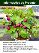 Figueira Importada da Grécia – Frutas Frescas para o Consumo Diário (Somete HOJE!)🔥